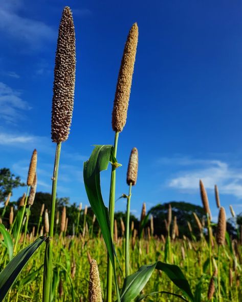 Pearl Millet, Millet, Background Images, Corn, Quick Saves