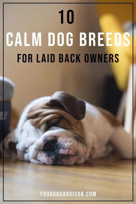 Whether you’re an introvert, you’re retired, or you’re just not very active, you’re going to love our list of 10 calm dog breeds. But what exactly is a calm dog breed and how will one of our below calm dog breeds fit into your home and lifestyle? Low Energy Hypoallergenic Dogs, Low Energy Dogs Breeds, Calmest Dog Breeds, Mini Dogs Breeds, Therapy Dogs Breeds, Lap Dog Breeds, Low Energy Dogs, Lazy Dog Breeds, Calm Dog Breeds