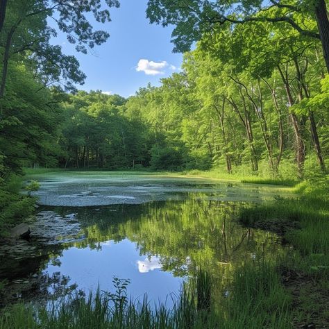 Serene Forest Pond: A tranquil pond nestled in a lush forest basks in the sunlight, reflecting the vibrant foliage. #pond #forest #tranquility #reflection #green #sunshine #nature #trees #aiart #aiphoto #stockcake https://ayr.app/l/BiJ7 Pond In Forest, Forest With Stream, Pond Natural, Pond Photography, Forest Pond, Landscape References, Large Pond, Sunshine Nature, Character Motivation