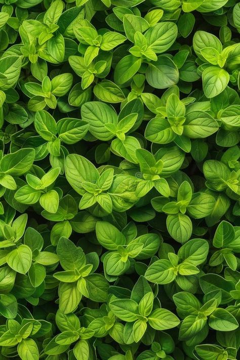 Marjoram texture background, fresh green oregano pattern, Origanum majorana banner, marjoram royalty free stock image Origanum Majorana, Space Text, Marjoram, Texture Background, Fresh Green, Oregano, Textured Background, Photo Image, Royalty