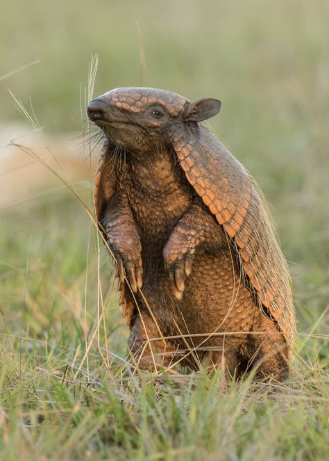 Six-banded Armadillo | Baia das Pedras, Southern Pantanal | … | Flickr Three Banded Armadillo, South American Animals, Armadillo Aesthetic, Ariranhas Animal, Armadillo Photography, Armadillo Drawing, Giant Armadillo, Cute Armadillo, Armadillo Animal