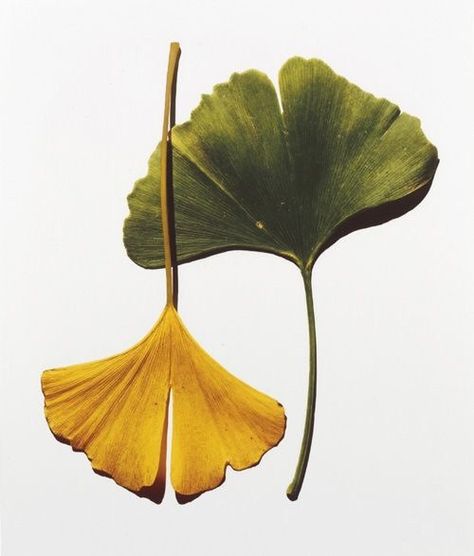 Ginko Leaves, Alexey Brodovitch, Plants Photography, Irving Penn, Photograph Display, Trendy Plants, Timeless Photography, Gingko Leaves, Ginkgo Leaves