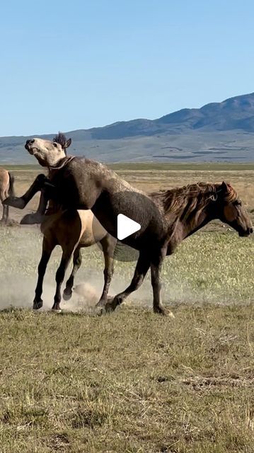 Kay M. Kotzian on Instagram: "Two pair of stallions going at it!  Twisting, lunging, kicking and the cricket still steals the show!  The person that stole my photos and videos has finally been taken down by Facebook. I want to thank our son and all of my followers that took the time to help me, it was a terrible ordeal and I appreciate you so much. It’s over!!🙏" Wild Horse Videos, Horses Videos, Horse Video, Unusual Horse, Wild Horse Pictures, Male Horse, Horse Dance, Funny Horse Videos, Wild Horses Photography