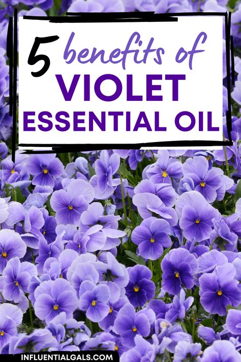 Violet essential oil benefits have been known since ancient times across many different cultures. If you are looking for an oil with a sweet leafy fragrance that provides amazing therapeutic properties, then Violet may be for you! Discover all the uses and benefits of this amazing oil! Violet Essential Oil, Violet Oil, Tinctures Recipes, Homemade Essential Oil, Essential Oils Guide, Moms Birthday, Sweet Violets, Essential Oil Benefits, Rose Essential Oil