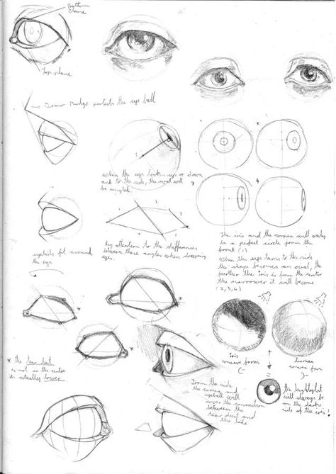 Study Eyes Drawing, Eye Construction Drawing, Study Of Anatomy Drawing, Facial Study Drawing, Eye Studies Reference, How Draw Realistic Eyes, Eye Studies Drawing, Eye Proportions Drawing, Eyes Study Drawing