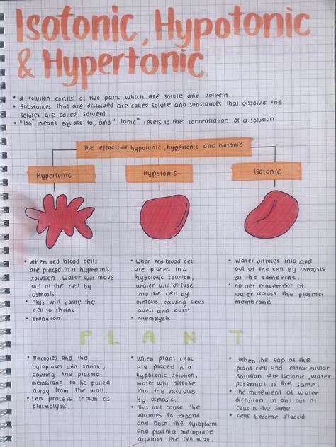 Ap Bio Notes Aesthetic, Cell Notes Biology Class 9, Isotonic Hypotonic Hypertonic, Aesthetic Biology Notes, Physical Science Notes, Cell Biology Notes, Handwriting Notes, Bio Notes, Biochemistry Notes