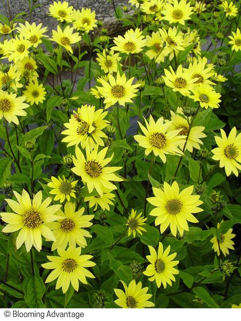 Perennial Sunflower, Pnw Garden, Fall Garden Wedding, Image Wall, Low Water Gardening, Drought Tolerant Garden, Dry Garden, Border Plants, Colorful Plants