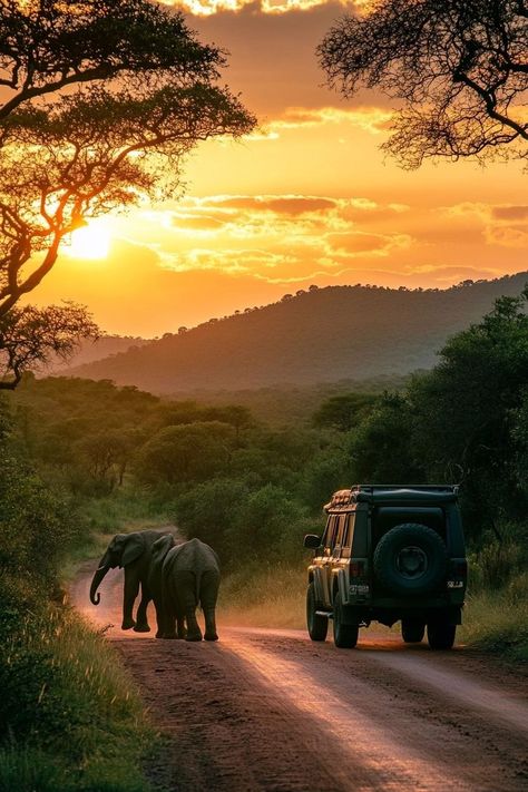 "Embark on a thrilling Safari in South Africa! 🦁🌍 Witness majestic wildlife in their natural habitat, enjoy breathtaking landscapes, and experience the adventure of a lifetime. 🚙🌿 #SouthAfricaSafari #WildlifeAdventure #Nature" South Africa Wildlife, Nairobi City, South Africa Safari, Africa Wildlife, Luxury Safari, Animal Crackers, Family Adventure, Travel Aesthetic, Tanzania