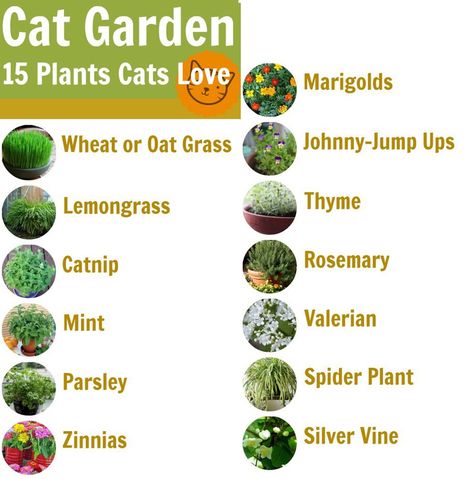 Indoor Cat Garden, Katt Diy, Cat Friendly Plants, Katt Grejer, Cat Safe Plants, Kat Diy, Cat Patio, Cat Plants, Cat Enclosure