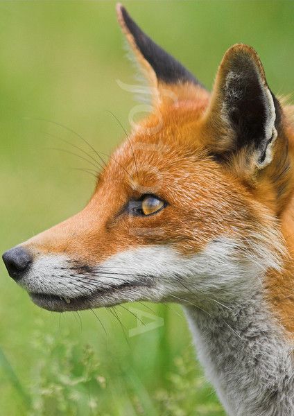 Fox Head Reference, Fox Side Profile, Fox Side View, Fox Head Drawing, Fox Head Tattoo, Felted Horse, Fox Sitting, Fox Portrait, Fox Character