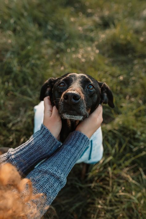 Dog Owner Photoshoot, Dog Family Pictures, Pet Photography Poses, Dog Photoshoot Pet Photography, Dog Photography Poses, Animal Photoshoot, Photos With Dog, Dog Photoshoot, Popular Dog Breeds