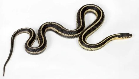 Garter snakes also known as Ribbon Snakes are the perfect snakes to start with. The don't get too big, are relatively easy to feed and are active. Garter Snake Tattoo, Snake Facts, Snake Images, Snake Photos, Vintage Garter, Snake Illustration, Garter Snake, Snake Shedding, Snake Drawing