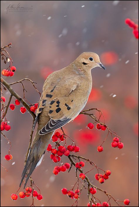 Kinds Of Birds, All Birds, Bird Pictures, Backyard Birds, Pretty Birds, Bird Photo, Colorful Birds, Little Birds, Tree Branch