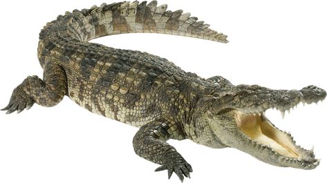 Crocodile Animal, Saltwater Crocodile, Photo Clipart, Crocodile Shoes, Crocodiles, Crocodile Leather, Animals Images, Reptiles, Alligator