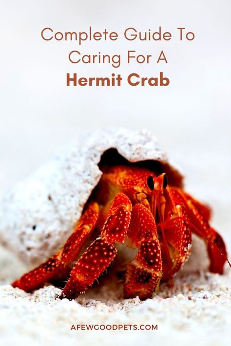 Pet Hermit Crab Habitats, Hermit Crab Care Tips, How To Take Care Of A Hermit Crab, Hermit Crab Names Ideas, Hermit Crabs Habitat Ideas, Recipe For Hermits, Hermit Crab Habitat Ideas, Hermit Crab Toys, Crabitat Ideas