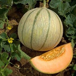 Melon Musk, Chinese Kool, Pumpkin Squash, Foraged Food, Bean Seeds, All Vegetables, Tall Plants, Fruit Plants, Fruit Garden