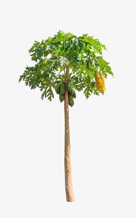 Papaya Plant, Beautiful Paintings Of Nature, Palm Tree Png, Papaya Art, Papaya Tree, Melon Fruit, Fruit Png, Bus Skin Design, Papaya Fruit