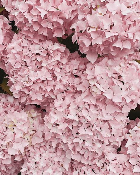 absolutely stunnin (📷 @minna_so)     #floral #flowers #hydrangeas #sopretty #girlythings #aesthetic #aesthetics Princess Protection Program, Hydrangea Wallpaper, Pink Hydrangeas, The White Princess, May Designs, Pink Hydrangea, Princess Bride, White Horses, Beautiful House