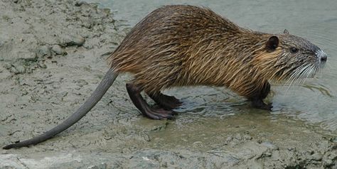 Nutria Rat.  Looks ADORABLE Nutria Rat, Beaver Trapping, Rat House, River Rat, Animal Reference, Natural World, The View, Rats, Bugs