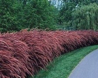 Red Fountain Grass, Ornamental Grass Landscape, Pennisetum Setaceum, Pink Pampas Grass, Red Grass, Perennial Grasses, Ornamental Grass, Fountain Grass, Asian Garden