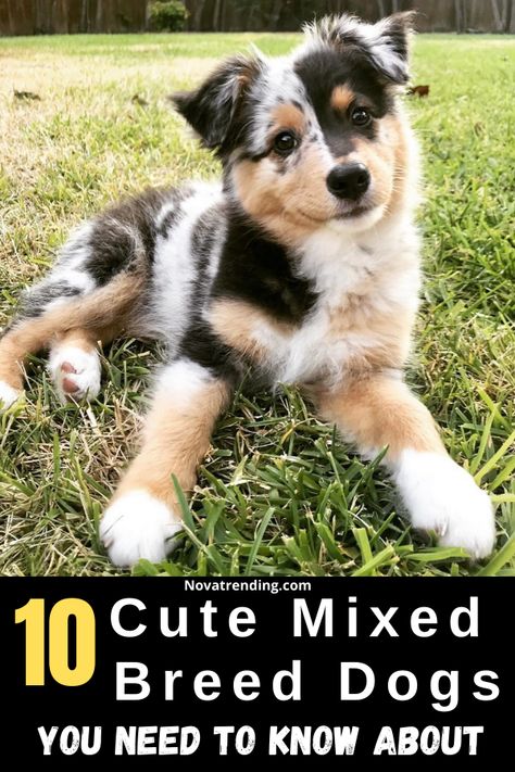 Puppy Mix Breeds, Medium Size Dog Breeds, Mix Dog Breeds, Cute Dog Mixes, Dog Mixed Breed, Small Mixed Breed Dogs, Mix Breed Dogs, Working Dog Breeds, Beagle Mix Puppies