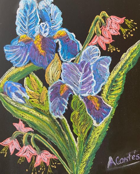 Anabella Cortes Art on Instagram: “Friday painting- Blue Iris painted with soft pastels over Strathmore Black Chalk 9x12 in.#iris #flowers #irisflowers #irispainting #pastels…” Oil Pastel Iris, Pastels Paintings, Iris Drawing, Art Academia, Iris Painting, Mint Tins, Blue Iris, Painting Blue, Iris Flowers