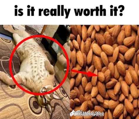 Is It Really Worth It, Cats Pictures, Cat Jokes, Silly Cats Pictures, Cat Woman Costume, Silly Images, Cat Boarding, Silly Animals, Funny Cute Cats