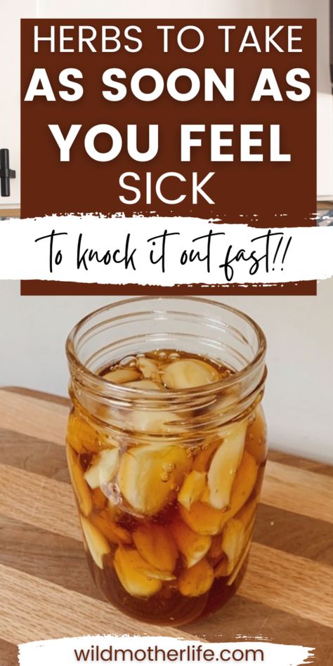 Herbs to Take When You're Sick | Anti-Viral Herbs Every Mom Needs - Wild Mother Herbs For Sickness, Herbs For Colds, Quick Cold Remedies, Holistic Cold Remedies, Herbal Cold Remedies, Food When Sick, Antiviral Herbs, Eat When Sick, Home Remedies For Cold