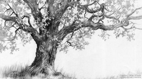 Oak tree - tutorial by micorl on DeviantArt Oak Tree Drawings, Trees Drawing Tutorial, Branch Drawing, Oak Tree Tattoo, Tree Drawings Pencil, Pencil Drawing Tutorials, Behind Blue Eyes, Drawing Eyes, Tree Sketches