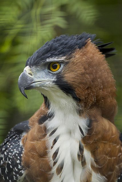 Ornate Hawk Eagle, Regard Animal, Hawk Eagle, Regnul Animal, Animal Reference, Bird Of Prey, The Eagles, Exotic Birds, Arte Animal