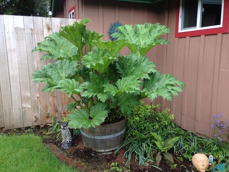 Gunnera Plant, Large Leaf Plants, Dinosaur Food, Garden Room Ideas, Concrete Leaves, Bog Garden, Outside Plants, Zone 9, Gravel Garden