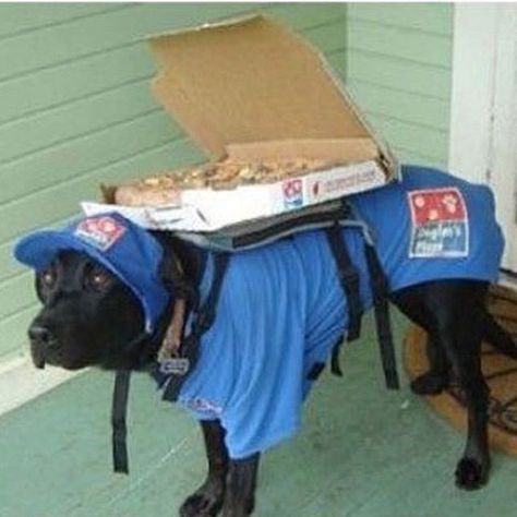 ANIMALS DOING HUMAN THINGS – 20 PICTURES Dominos Pizza, Funny Pics, Too Cute, Funny Things, Funny Animals, Funny Stuff, Funny Pictures, Things That, Pizza