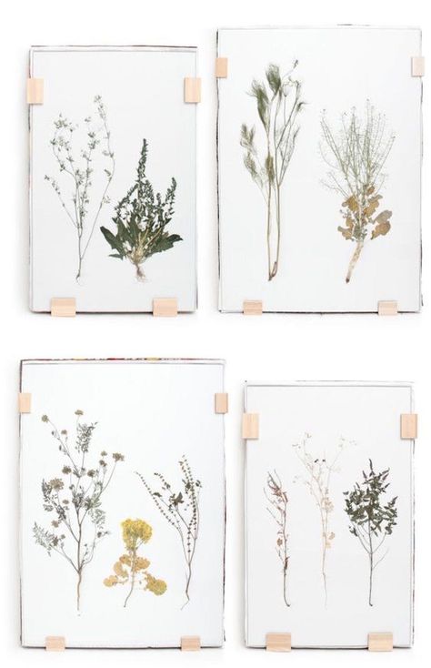 Art in an Instant: 12 Quick Ideas Using Floating Glass Frames Greenery Prints, Pressed Plants, Dried Foliage, Koti Diy, Framed Plants, Pressed Flower Art, Glass Frames, Handmade Home Decor, My New Room