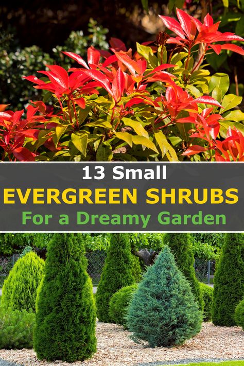 If you're looking to create a beautiful outdoor space, small evergreen shrubs can be an ideal choice for providing year-round color and texture. Besides, most of these evergreen shrubs can thrive in full sun while others prefer shade. So, if you want carefully chosen plants for your borders, and pots, or to brighten the front of your house then you'll love today's post. These plants will add beauty to your landscape design and are also low maintenance and require minimal pruning... Flower Garden Ideas Backyard, Evergreen Landscape Front Yard, Garden Ideas Indoor, Garden Shrubs Evergreen, Deck Gardening, Indoor Gardening Ideas, Ideas Backyard Patio, Garden Ideas Backyard, Full Sun Landscaping