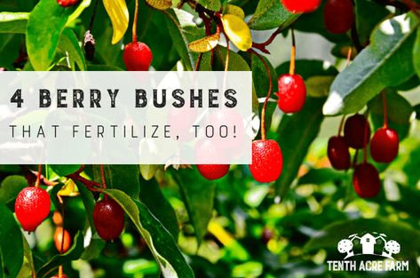 Edible Berries, Permaculture Food Forest, Permaculture Principles, Berry Garden, Growing Fruit Trees, Upcycle Garden, Berry Bushes, Gardening Projects, Permaculture Gardening