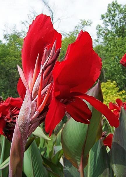 Cana Lilly, Cana Lillies, Cafe Drawings, Canna Lily Garden, Canna Lilly, Canna Lillies, Canna Bulbs, Canna Flower, Canna Lilies