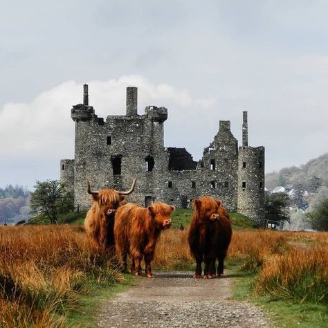 A girl in search of a really good sword - Highland cattle stand guard at Kilchurn Castle in... Long Haired Cows, Highland Coo, Scotland Forever, Scottish Highland Cow, Into The West, Fluffy Cows, Scotland Castles, Highland Cattle, Highland Cows