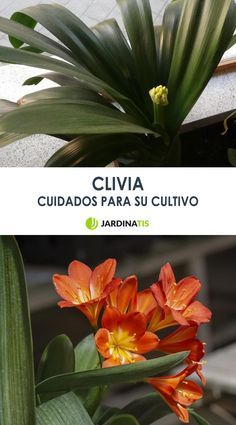 La clivia es una planta clásica de patios y portales. La razón de su popularidad se debe a lo fácil de su cultivo y a su atractiva floración anual. ¡Descúbrela con nosotros!  #clivia #planta #flor #patios #portales #jardinería #jardinatis Orchard Garden, Budget Garden, Garden Care, Gardening Tips, Potted Plants, Garden Landscaping, Layout, Plants, Flowers