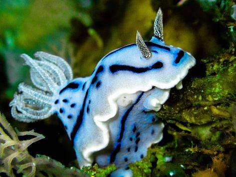 Sea Slug Mermaid, Chromodoris Willani, Bunny Sea Slug, Cool Sea Creatures, Sea Bunny, Ocean Stuff, Sea Slugs, Sea Snail, Sea Slug