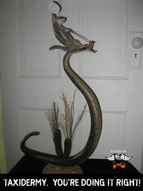 This is both ridiculous and awesome. Funny Taxidermy, Bad Taxidermy, Taxidermy Art, Last Ride, A Snake, Cool Stuff, Taxidermy, Bones Funny, Funny Stuff