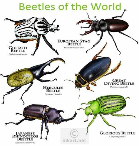 Goliath Beetle, Pig Breeds, Insect Species, Cool Insects, Cool Bugs, Stag Beetle, Museum Of Natural History, Creepy Crawlies, Animal Species