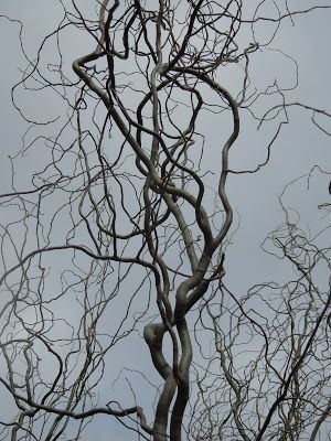 Grapevine Growing, Hydrangea Shrub, Weeping Willow Tree, Curly Willow, Wet Spot, Willow Branches, Weeping Willow, Changing Leaves, Pink Leaves