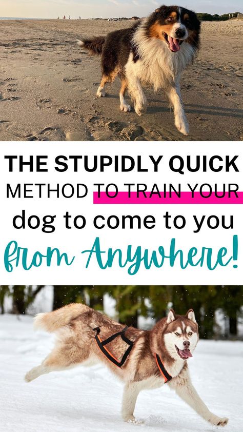 Dog Recall, Dog Behavior Training, Basic Dog Training, Dog Training Advice, Dog Brain, Puppy Training Tips, Best Dog Training, Train Your Dog, Dog Hacks