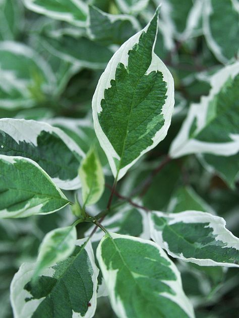 This Ivory Halo Dogwood is easy to fit in the garden or grow as a hedge. More shrubs for your garden: http://www.bhg.com/gardening/trees-shrubs-vines/shrubs/colorful-shrubs-for-your-garden/?socsrc=bhgpin071413ivoryhalodogwood=23 Halo Dogwood, Ivory Halo Dogwood, Dogwood Shrub, Cornus Alba, Colorful Shrubs, Landscaping Shrubs, Red Twig Dogwood, Twig Dogwood, Growing Trees