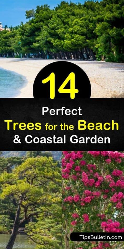 Learn how to grow the perfect trees for your coastal yard to create a beautiful seaside oasis. It’s important to choose drought and sun tolerant trees that handle strong winds and salt spray, such as the live oak or cabbage palmetto tree. #treesforthebeach #coastal #trees #coast Yard With Trees, Coastal Landscaping Ideas, Coastal Trees, Coastal Yard, Coastal Tree, Beach House Landscaping, Canary Island Date Palm, Plum Trees, Beach Plum