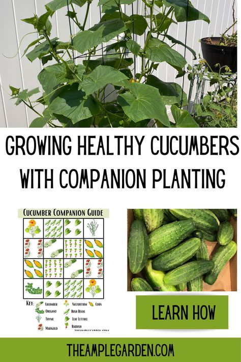 Discover how pairing cucumbers with the perfect companions can boost yields, deter pests, and create a harmonious garden ecosystem. From pest-repelling herbs to nitrogen-fixing legumes, find out which plants thrive alongside cucumbers to enhance your garden's productivity. Grow smarter, not harder, with these essential companion planting tips! 🌱🥒 #CompanionPlanting #GardeningTips #CucumberCompanions #GrowYourOwn #GreenThumb Celery Companion Planting, Companion Plants For Cucumbers, Can You Grow Cucumbers In A Pot, Planting Radishes, Cucumber Companion Plants, Zucchini Companion Plants, Harvesting Cucumber Seeds, Cucumber Gardening, Planting Marigolds