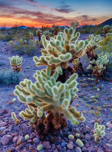 Golden Ball Cactus, Cactus Pears, Short Trees, San Pedro Cacti, Golden Barrel Cactus, Cholla Cactus, California Native Plants, Barrel Cactus, Blue Plants