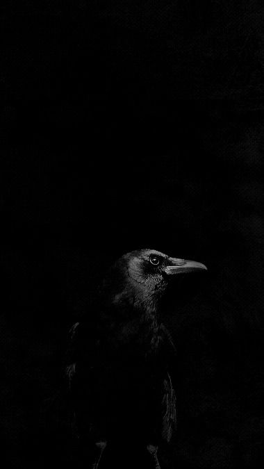 Raven Black Raven Aesthetic, Raven Wallpaper Dark, Crow Aesthetic Dark, Fashion Black And White Aesthetic, Crow Wallpapers, Black And White Aesthetic Photography, Wallpaper Black And White Aesthetic, White Aesthetic Fashion, Aesthetic Wallpaper Black And White