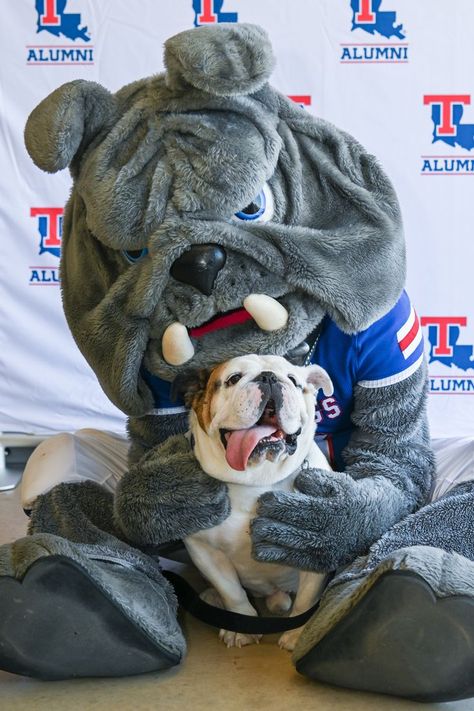 Louisiana Tech's favorite mascots, Champ and Tech XXII, share a snuggle after Legacy Day. Louisiana Tech, Louisiana, French Bulldog, Cool Pictures, Bulldog, Best Friends, Dogs, Animals