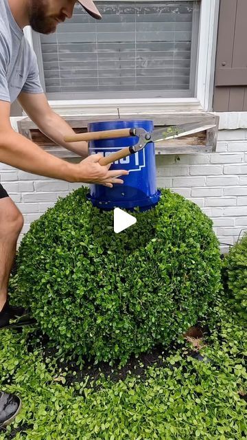 Vince Grove on Instagram: "Just a sprinkle of the magic sauce post cut. 

I guess the bowl cut only worlds for stainless steel bowls. 🤷🏽‍♂️😂

#trim #trimming #buxus #satisfying #oddlysatisfying #hedge #beforeandafter #topiary #buxusballs" Boxwood Landscaping Ideas, Front Porch Topiary Ideas, Buxus Hedge, Topiary Ideas, Magic Sauce, Boxwood Landscaping, Boxwood Hedge, Boxwood Topiary, Stainless Steel Bowls